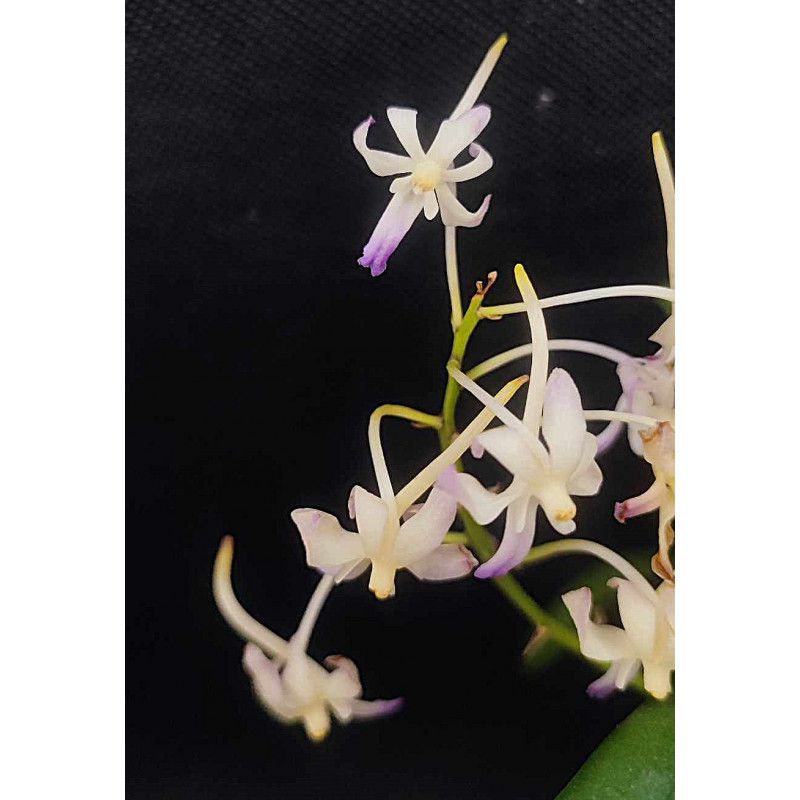 neofinetia falcata x rhynchostylis coelestis -  neostylis lou sneary - 2-3 plantes