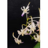 neofinetia falcata x rhynchostylis coelestis -  neostylis lou sneary - 2-3 plantes