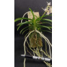 neofinetia falcata x rhynchostylis coelestis -  neostylis lou sneary - 2-3 plantes