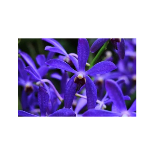 darwinara/vanda Vanda falcata × Vandachostylis Tham Yuen Hae - Charm Blue Star