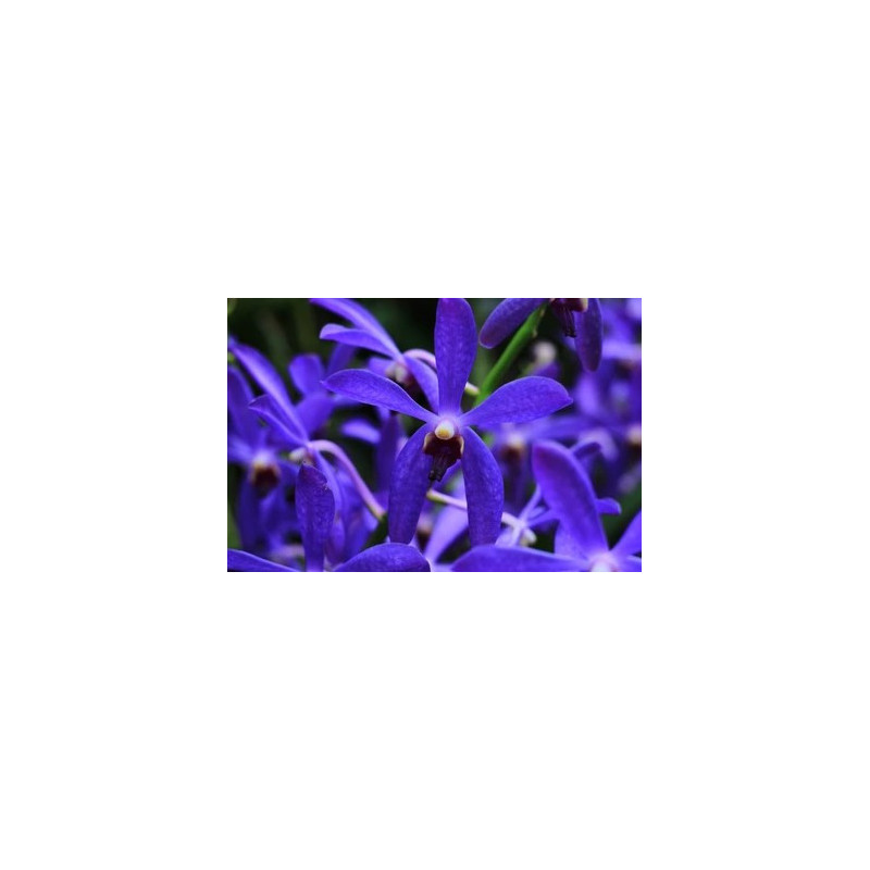 darwinara/vanda Vanda falcata × Vandachostylis Tham Yuen Hae - Charm Blue Star