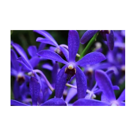 darwinara/vanda Vanda falcata × Vandachostylis Tham Yuen Hae - Charm Blue Star