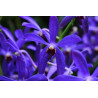 darwinara/vanda Vanda falcata × Vandachostylis Tham Yuen Hae - Charm Blue Star