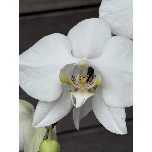 Phalaenopsis amabilis select