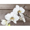 Phalaenopsis amabilis select