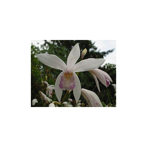 BM-2 Terrestrial Orchid Medium with Agar  1L - B142