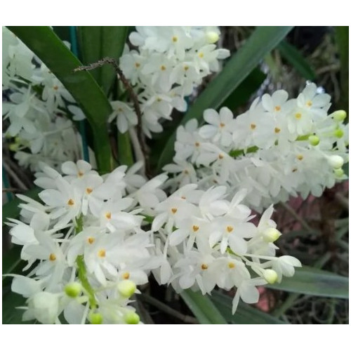 ascocentrum ampullaceum alba
