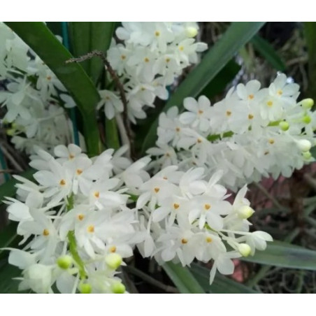 ascocentrum ampullaceum alba