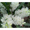 ascocentrum ampullaceum alba