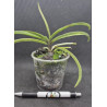 darwinara/vanda Vanda falcata × Vandachostylis Tham Yuen Hae - Charm Blue Star