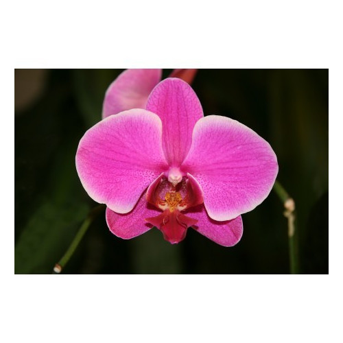 KOFF -  MEDIA1 - base + charbon + agar + patate - pour 1 L (semis phalaenopsis)