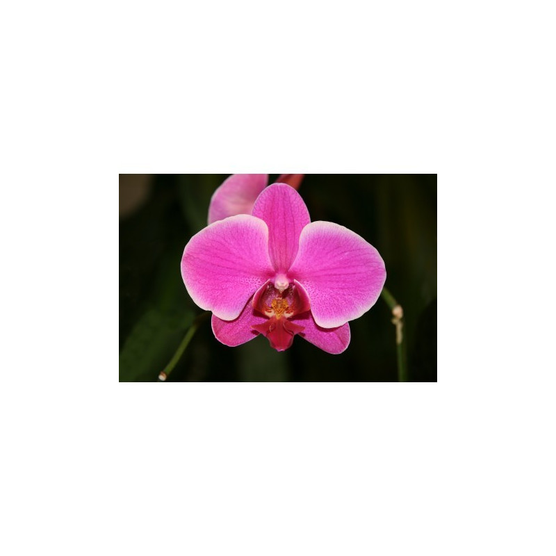 KOFF - MEDIA1- base + charcoal + agar + potatoes - for 1 L (sowing phalaenopsis)