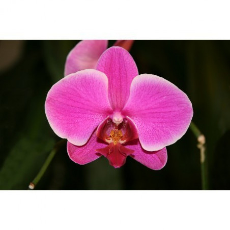 KOFF -  MEDIA1 - base + charbon + agar + patate - pour 1 L (semis phalaenopsis)