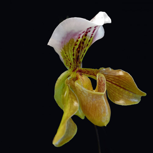 KOFF -  MEDIA2 - base + charcoal + agar + coco - for 1 L (sowing paphiopedilum / Phragmipedium)