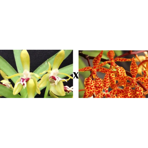 vanda cristata x renanthera monachica