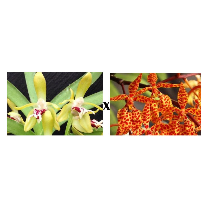vanda cristata x renanthera monachica