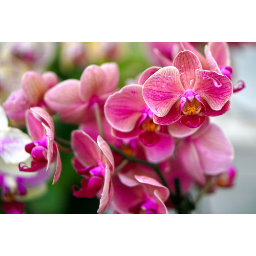 KOFF - MEDIA3 - base + charbon + agar + patate - pour 1 L (repiquage phalaenopsis)