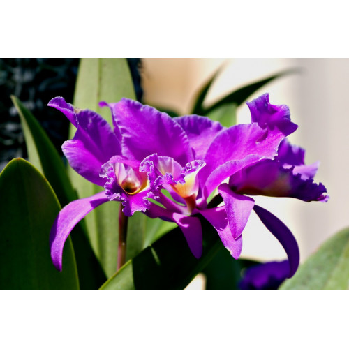 KOFF - MEDIA4 - Milieu multiplication/clonage Cattleya/Phalaenopsis/Dendrobium - p793+agar