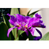KOFF - MEDIA4 - Milieu multiplication/clonage Cattleya/Phalaenopsis/Dendrobium - p793+agar