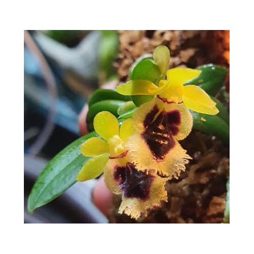 haraella retrocalla
