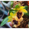 haraella retrocalla