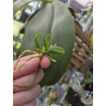 haraella retrocalla