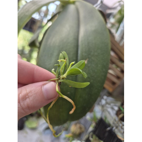 haraella retrocalla