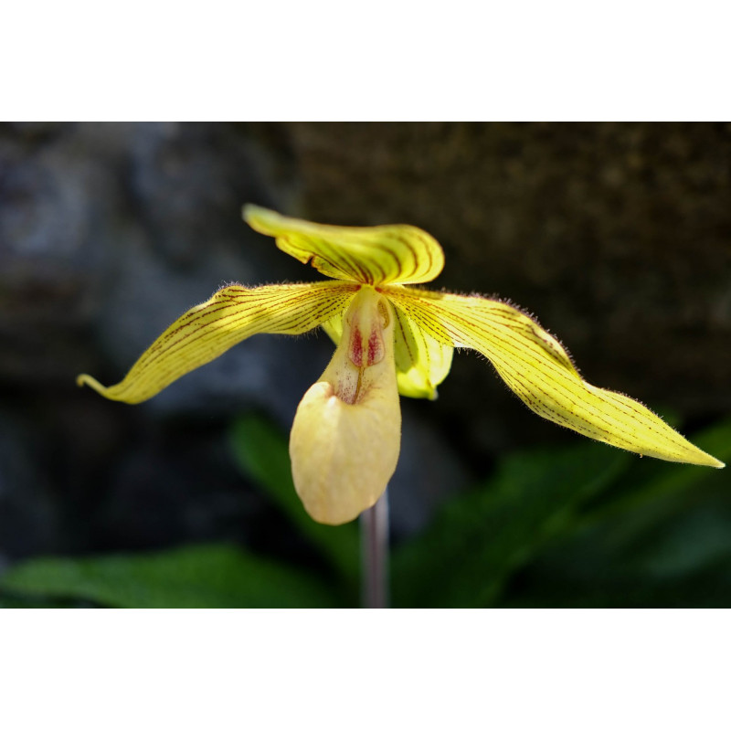 KOFF - MEDIA5 - Milieu Repiquage  Paphiopedilum - Phragmipedium 1L