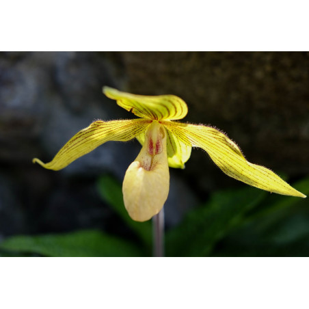 KOFF - MEDIA5 - Milieu Repiquage  Paphiopedilum - Phragmipedium 1L