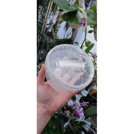 Boîte Micropropagation 360 ml - semis et 1er repiquage