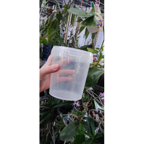 Boîte Micropropagation 870 ml - repiquage final