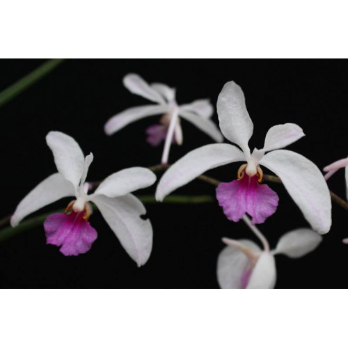 Holcoglossum kimballianum