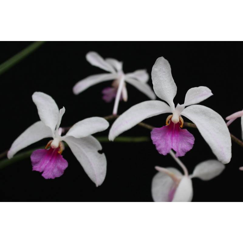 Holcoglossum kimballianum