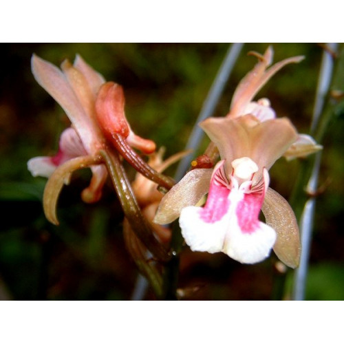 Oeceoclades maculata