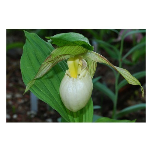 T842 - Milieu d'orchidée terrestre (Cypripedium) - pour 1 L