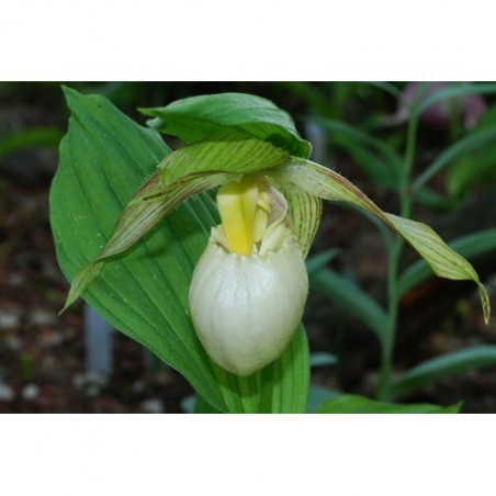 T842 - Terrestrial (Cypripedium) Orchid Medium - for 1 L