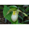 T842 - Terrestrial (Cypripedium) Orchid Medium - for 1 L