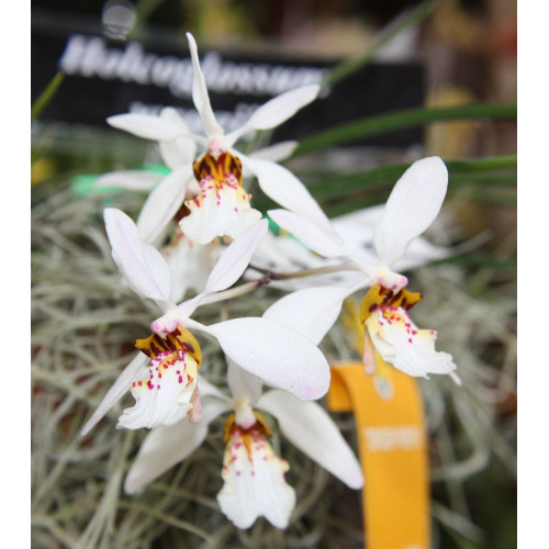 holcoglossum wangii