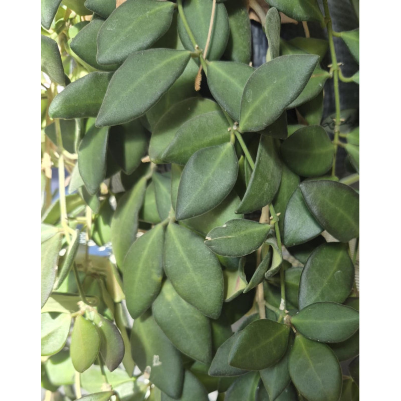 hoya burtoniae ds70