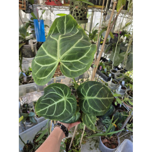 anthurium magnificum