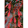 renanthera imschootiana