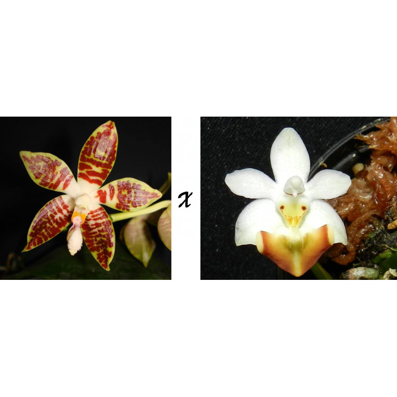 phalaenopsis sumatrana x lobbii