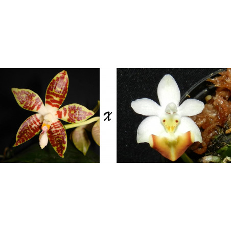 phalaenopsis sumatrana x lobbii