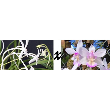 vanda falcata x phalaenopsis lindenii
