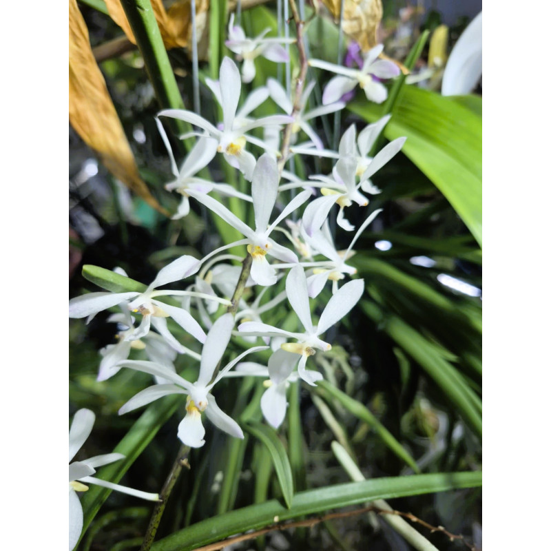 vanda cristata x holcoglossum subulifolium