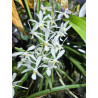 vanda cristata x holcoglossum subulifolium