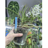 vanda cristata x holcoglossum subulifolium