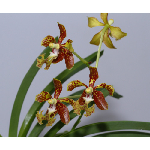 vanda roeblingiana