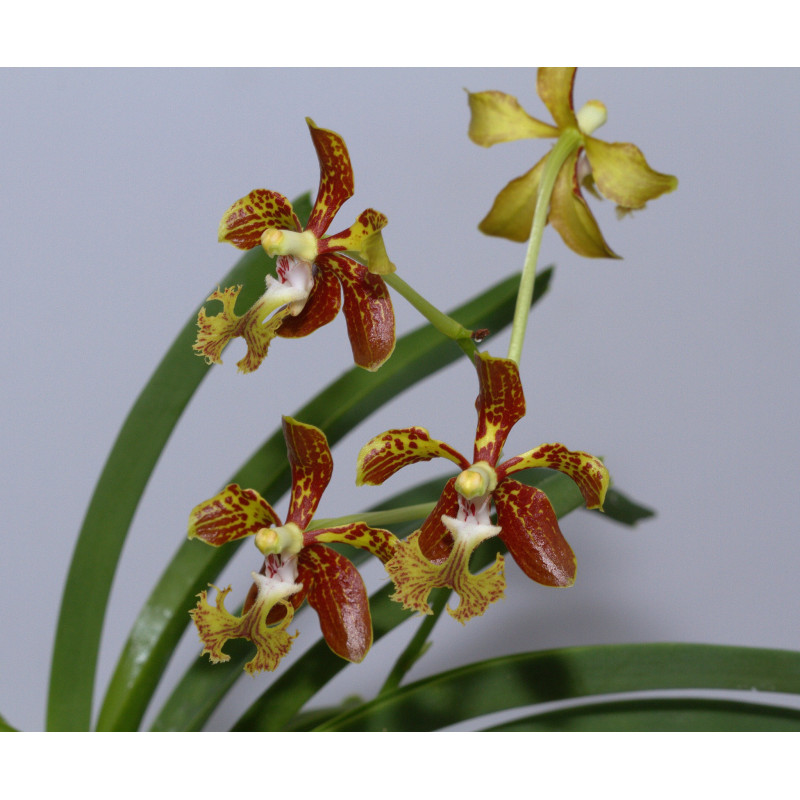 vanda roeblingiana