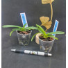 vanda roeblingiana